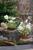 Blossoming Christmas roses in clay pots, basket with small items