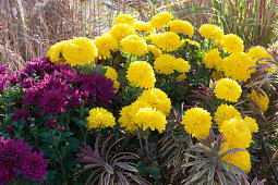 Autumn bed with chrysanthemums 'Goldmarianne' 'Tiplo' and milkweed 'Ascot Rainbow'