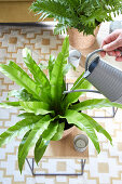 Watering a bird's-nest fern in the centre