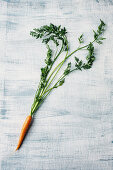 A fresh carrot with leaves