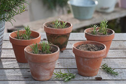 Rosemary cuttings in clay pots with sandy soil