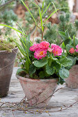 Pot with primrose, checkerboard flower, and Ornithogalum