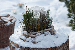 Windlicht verkleidet mit Zweigen in Kranz aus Clematisranken auf Baumstamm im Schnee