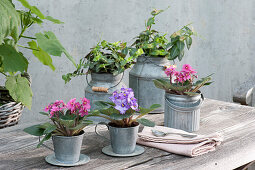 African violets in zinc cups, Purpleheart flowers in zinc pots