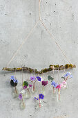 Hanging flower tableau on a branch: African violet blossoms in small vials as wall decoration