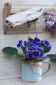 African violets in coffee mugs hung on an old towel rail