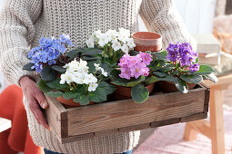 Woman holding wooden box with African violets