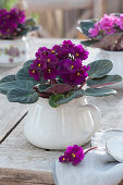 African violets in a cream jug