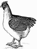Chicken (Illustration)