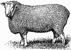 Sheep (Illustration)