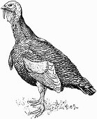 Turkey (Illustration)