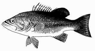 Black Bass (Illustration)
