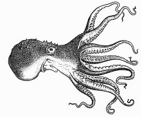 Octopus (Illustration)