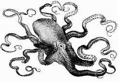 Octopus (Illustration)