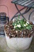 Hellebores in a concrete pot