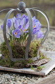 Crocuses 'Lilac Beauty' in moss wreath under a crown