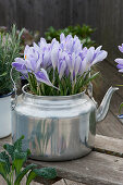 Crocuses 'Lilac Beauty' in a silver tea kettle