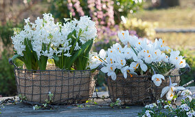 Wire baskets with white hyacinths and crocuses