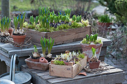 Wooden boxes and pots with sprouting hyacinths, grape hyacinths and crocuses