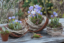 Crocuses in moss and grass on shards of clay pot