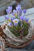 Crocuses in moss and grass on a shard of a broken clay pot