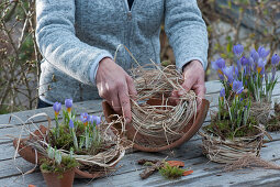 Krokusse in Moos und Gras