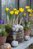 Crocuses with moss in wicker pots and terracotta, decorated with snail shells at the window