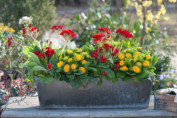 Spring arrangement: Zinc box with primroses Spring Bouquet 'Orange-red' and Belarina primrose 'Goldie'