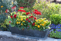 Frühlingsflirt: Zink-Kasten mit Primeln Spring Bouquet 'Orange-rot' und Belarina 'Goldie'