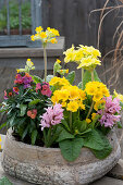 Bowl with tall primroses, cowslip, wallflower 'Winter Orchid' and hyacinths