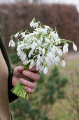 Hand holding bouquet of snowdrops