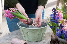 Bouquet of hyacinths with bulbs: woman rinses the roots of the hyacinths clean