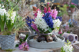Bouquet of hyacinths with bulbs in a bowl with water, white hyacinth in basket