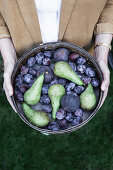 Hands holding a bowl with plums, figs, and pears