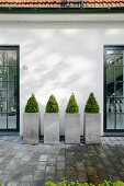 Box bushes in concrete planters on terrace