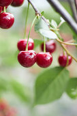 Sour cherries on a tree