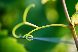 Young vine shoots winds around a wire, close-up