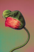 Opening poppy bud