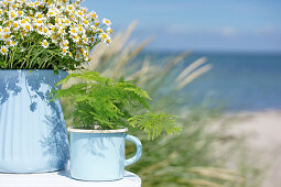 Feverfew and ferns in light blue vessels on a beach