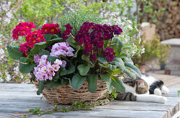 Korb-Schale mit Primeln Spring Bouquet 'Lilac Dark' 'Rosa-Kirsch' 'Flieder', Thymian und Gänsekresse, Katze liegt auf dem Tisch