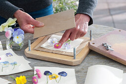 Putting flowers in a flower press to make greeting cards