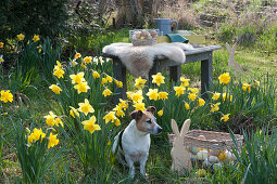 Easter in the garden: daffodils in the meadow, Easter bunny and basket with Easter eggs, wooden bench with fur and tray with glasses and jug, dog Zula