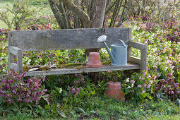 Holzbank am Beet mit Lenzrosen