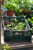 Gardener's box with vegetable seedling plants, with a potted lettuce plant in the background