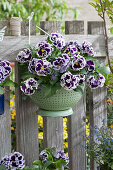 Viola Ruffles 'Purple White Rim' in a kitchen colander hung on a fence