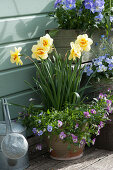 Daffodils 'Tahiti' with horned violets