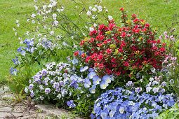 Spring flower bed with Japanese azaleas, horned violets and Red campion 'Petit Henry' 'Petit Jenny'