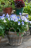 Horned violet 'Blue Moon' in a basket