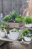 Plant stand decorated with a wooden crate and pots with fragrant violets, horned violets, rosemary, oregano, and young plants of cavolo nero kale and bittercress
