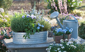 Zinc tub with blossoming rosemary, thyme, sage, horned violet, and lemon thyme, horned violet in small wooden pots